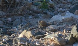 Image of dassie rats