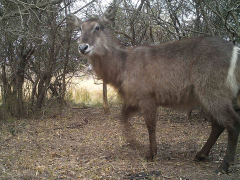 Image of Ellipsen Waterbuck