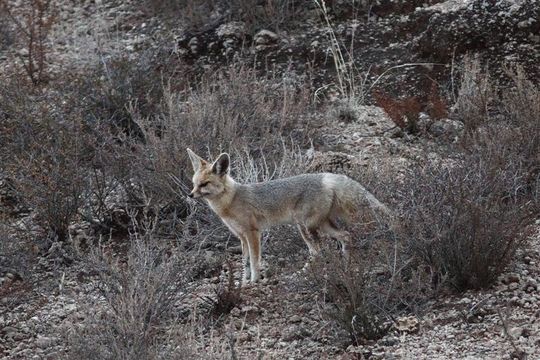 Слика од Vulpes chama (A. Smith 1833)