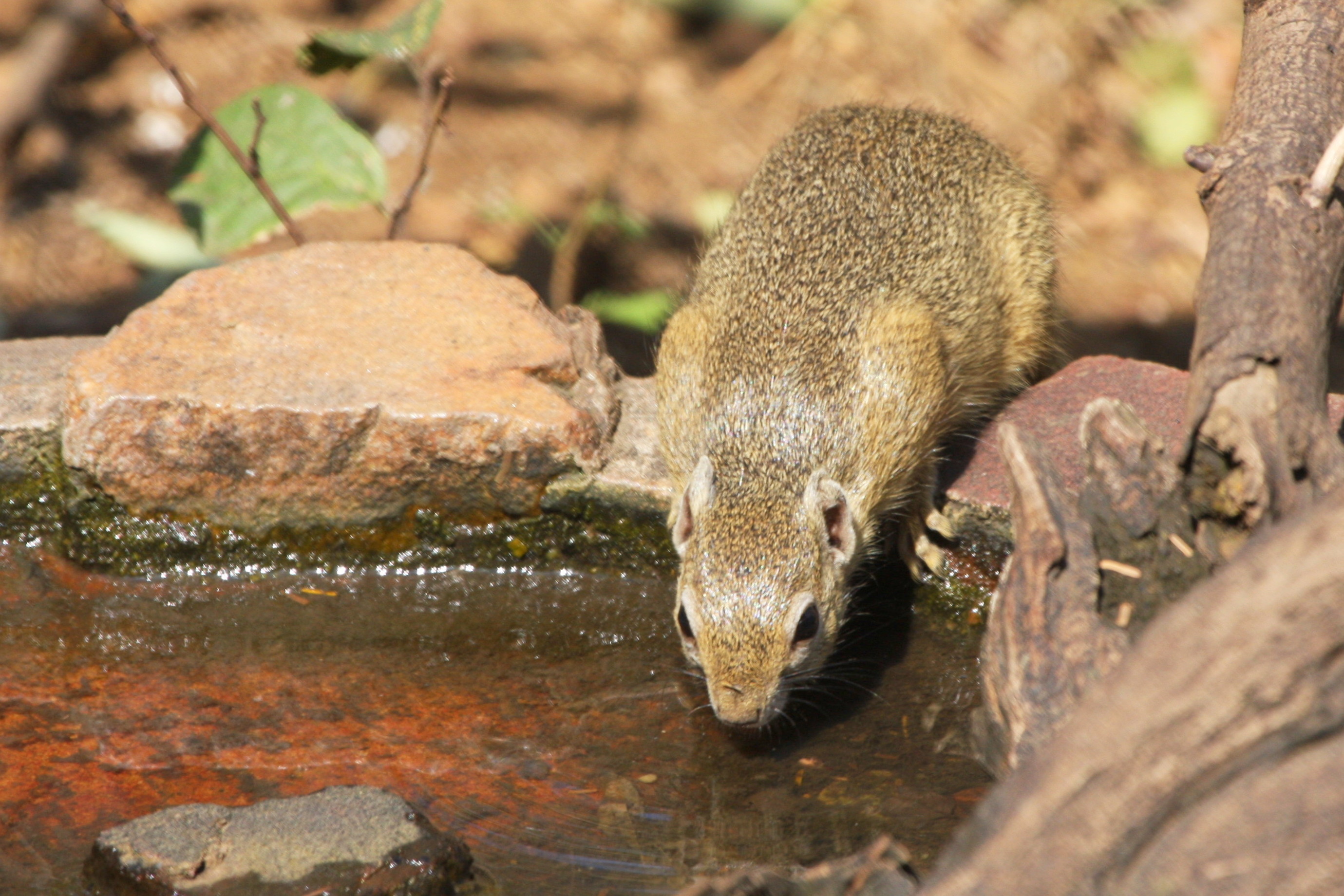 Image of Smith's Bush Squirrel