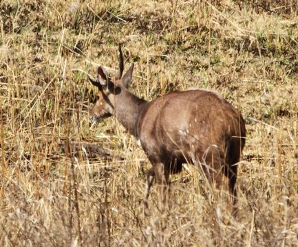 Image of Bushbuck