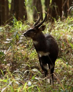 Image of Bushbuck