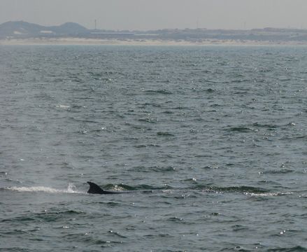 Image of Bryde's Whale