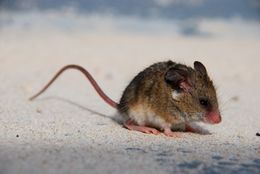 Image of Gray African Climbing Mouse -- Grey Climbing Mouse