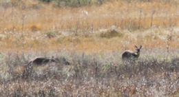 Image of Southern Reedbuck