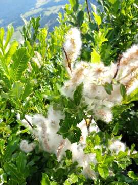 Image of Salix foetida Schleicher