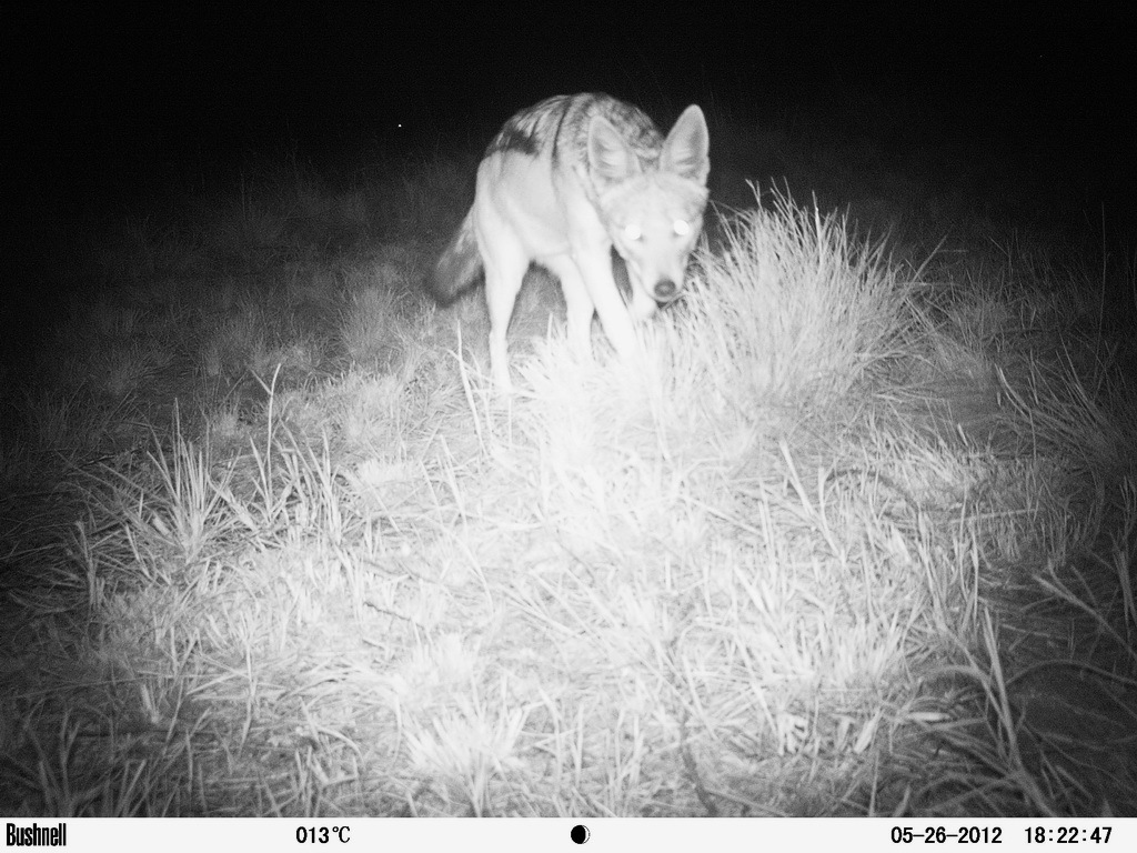 Image of Black-backed Jackal