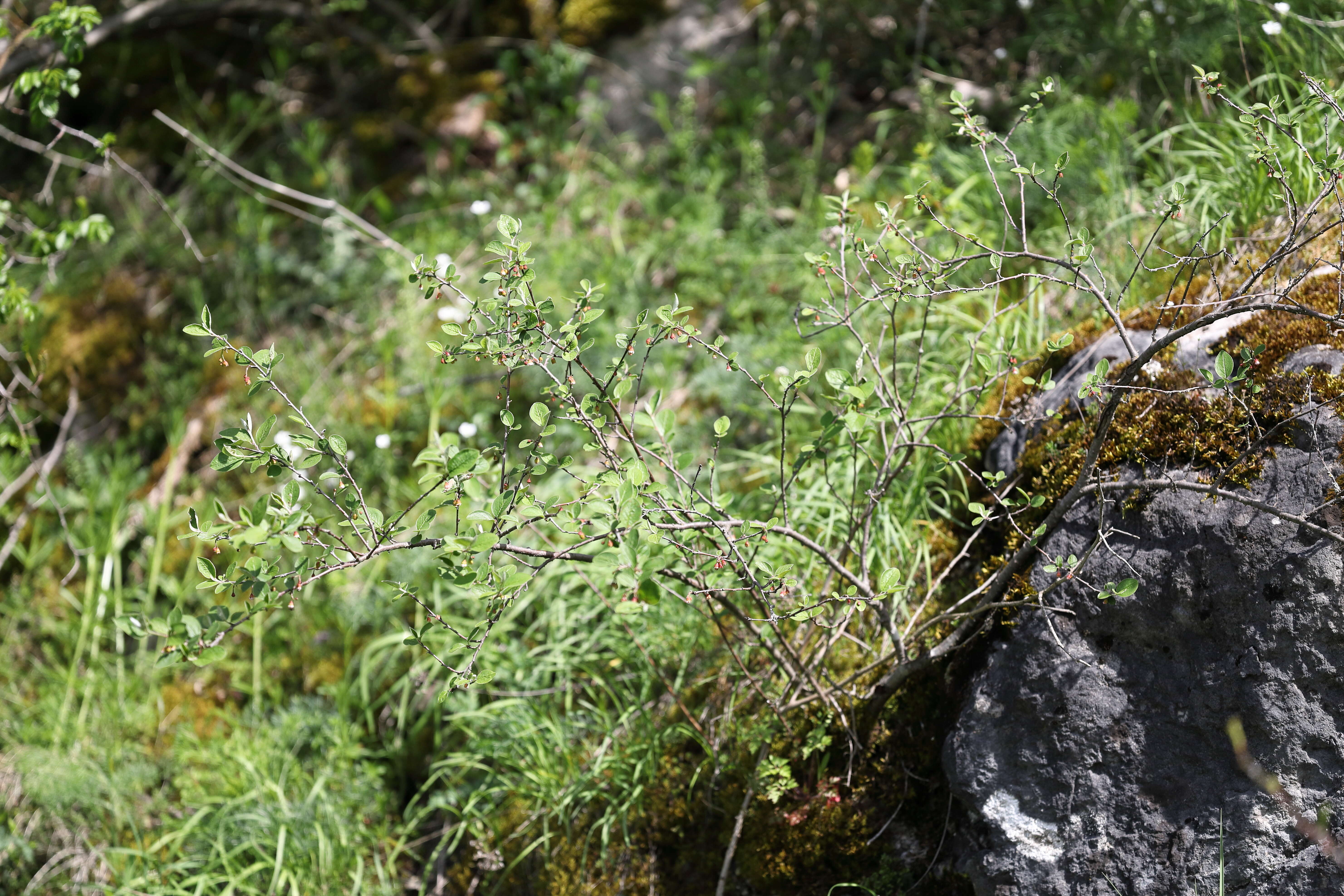 صورة Cotoneaster integerrimus Medik.