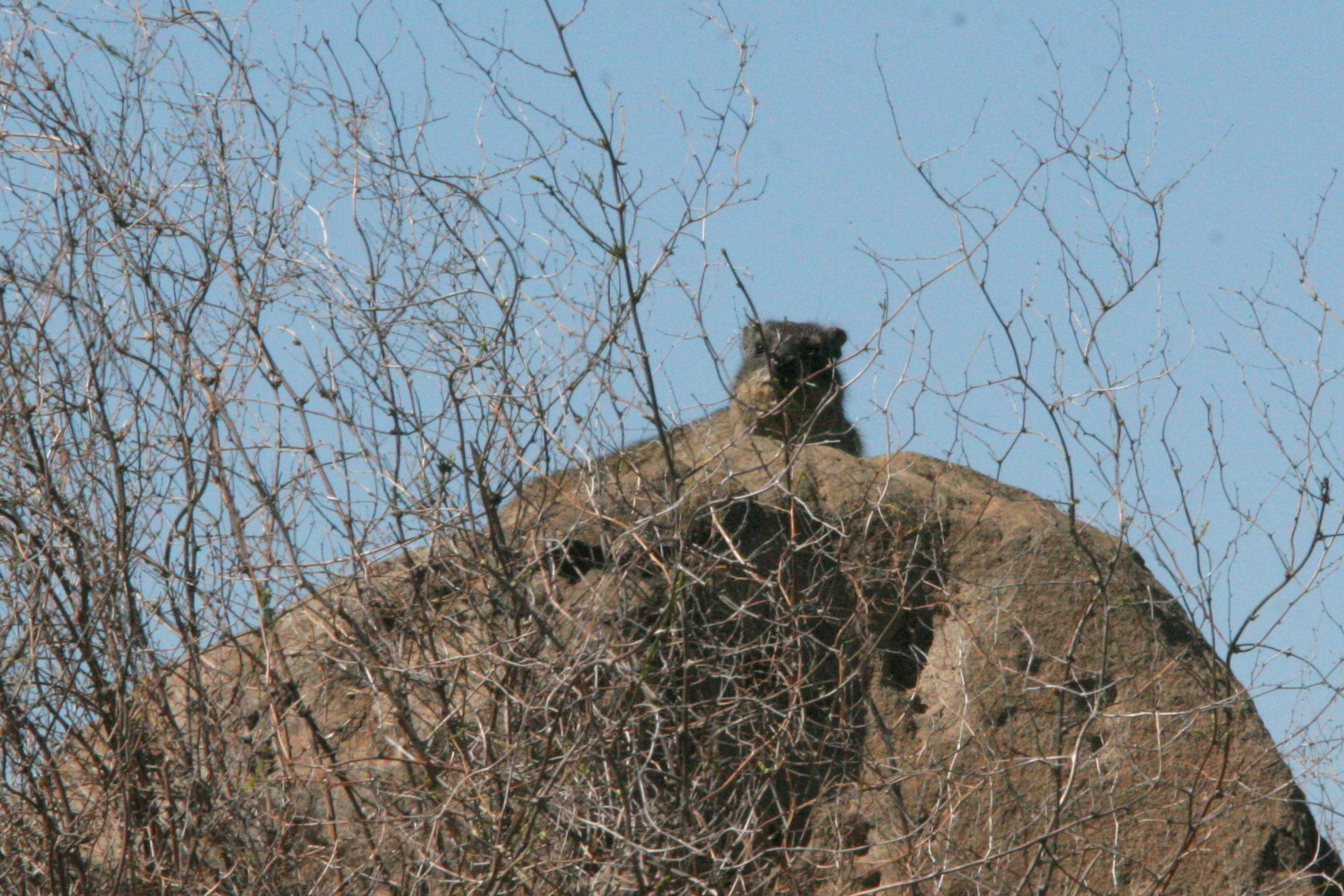 Image of Rock Hyrax