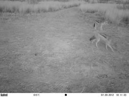 Image of Black-backed Jackal