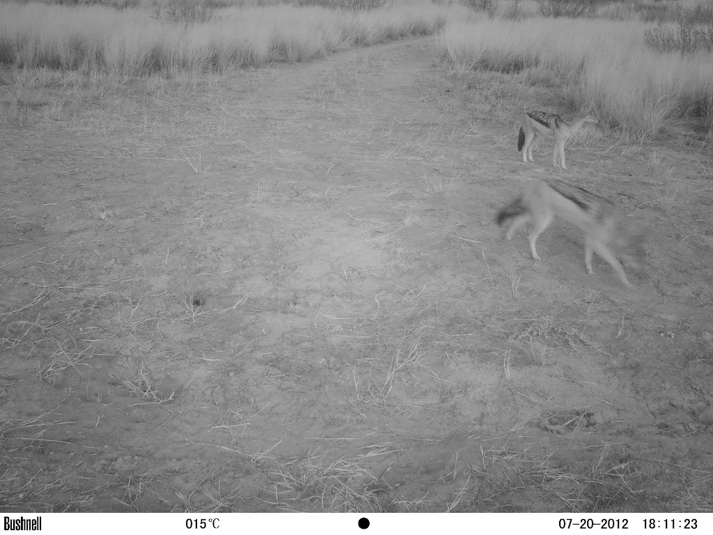 Image of Black-backed Jackal