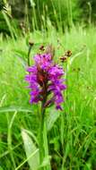 Image of Western Marsh-orchid