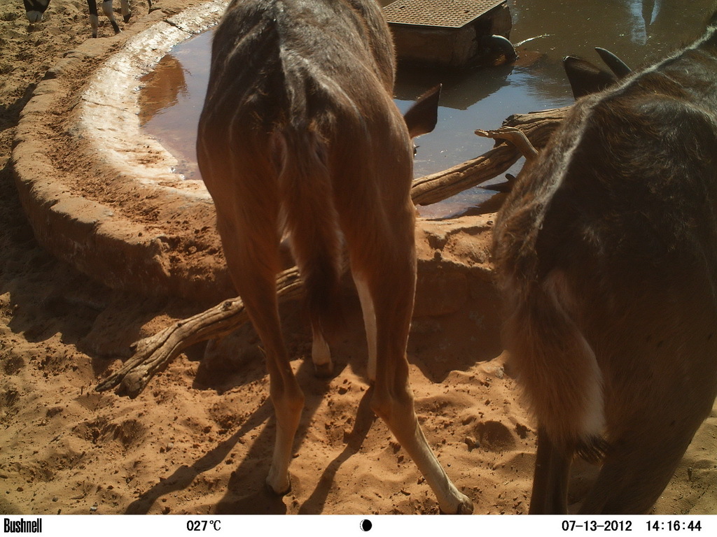 Image of Greater Kudu