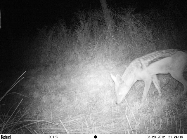 Image of Black-backed Jackal