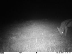 Image of Black-backed Jackal