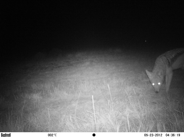 Image of Black-backed Jackal