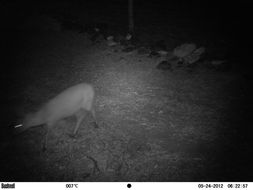 Image of Common Duiker