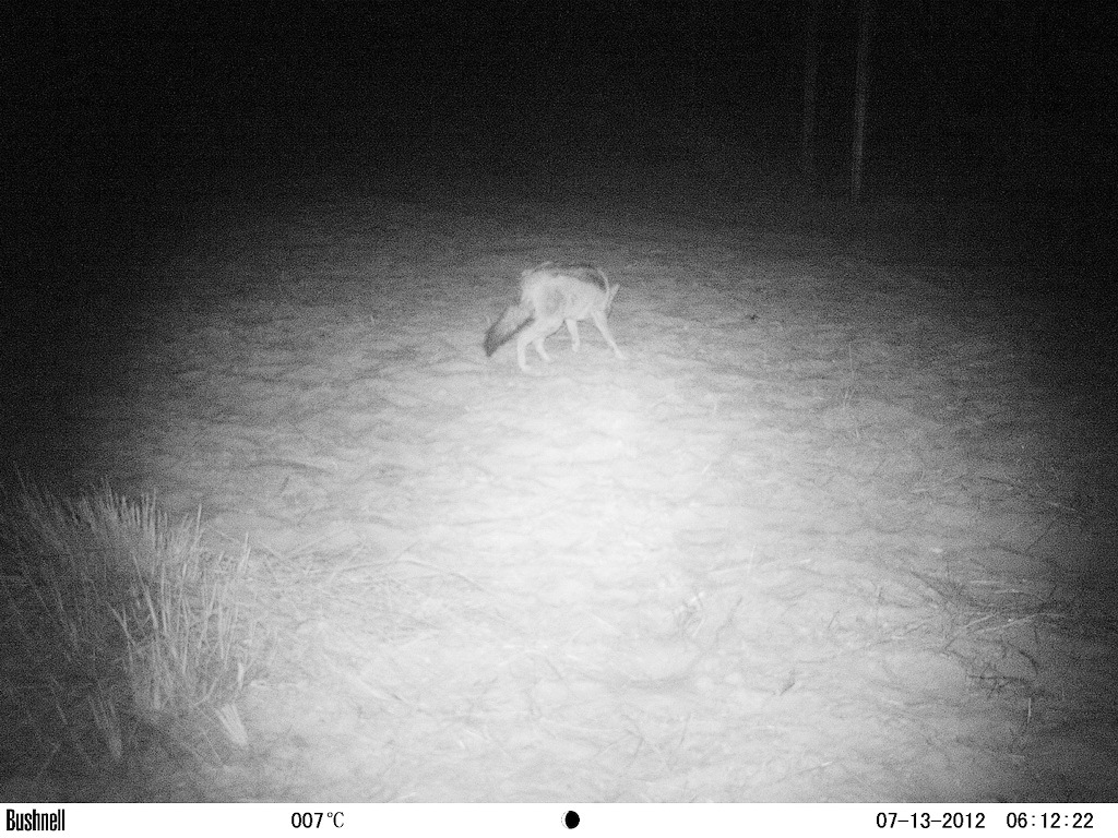 Image of Black-backed Jackal