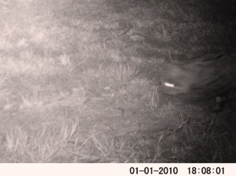 Image of Black-footed Cat