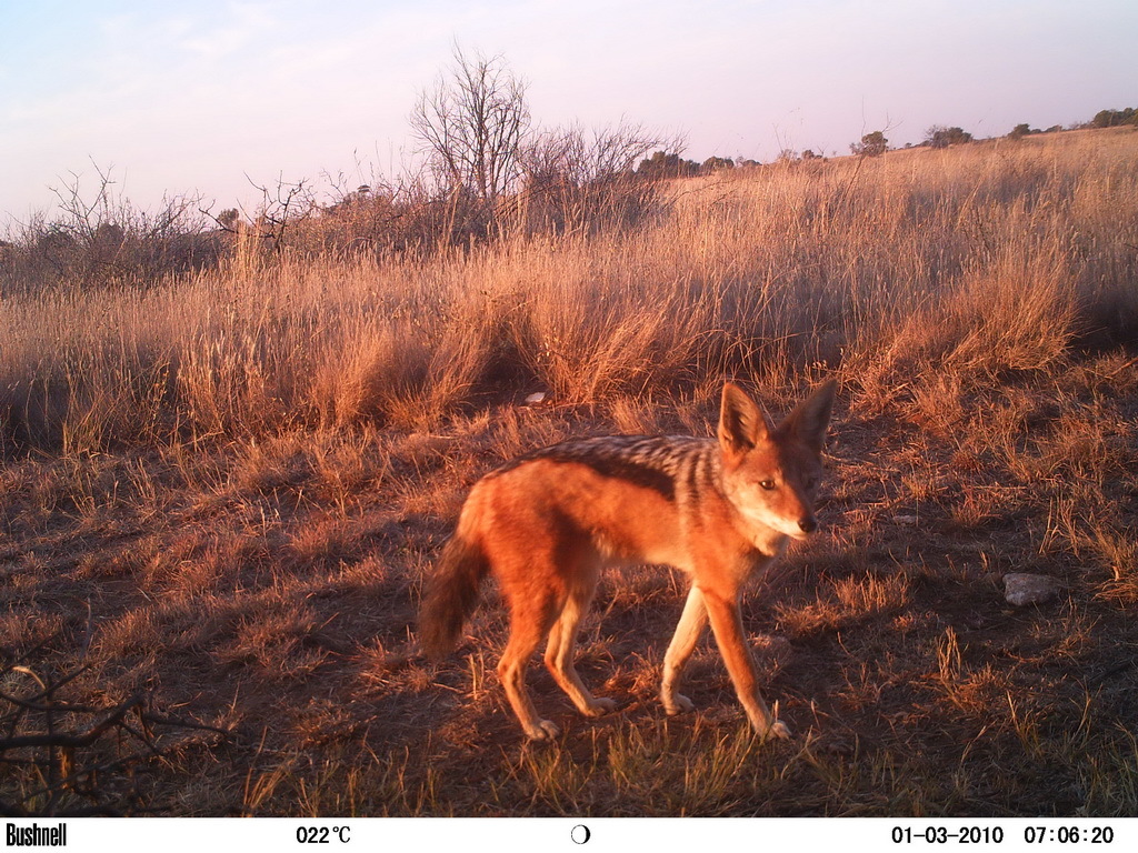 Image of Black-backed Jackal