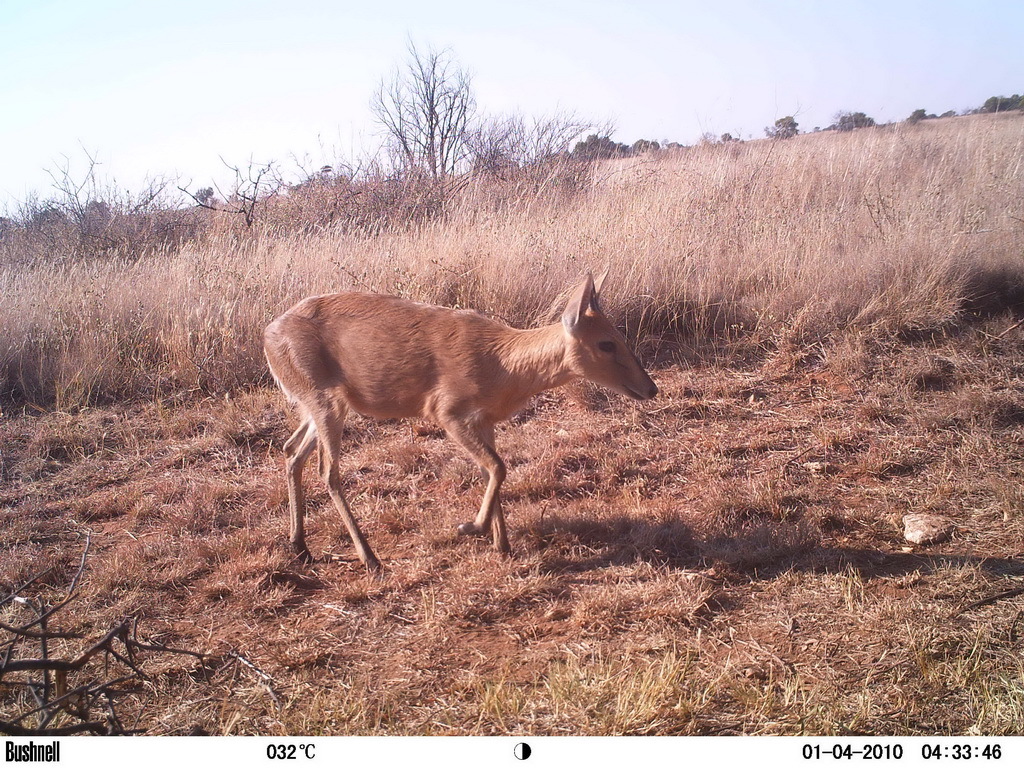 Image of Common Duiker