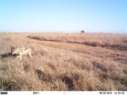 Image of Black-backed Jackal