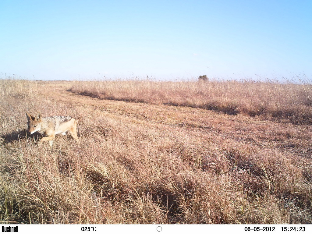 Image of Black-backed Jackal