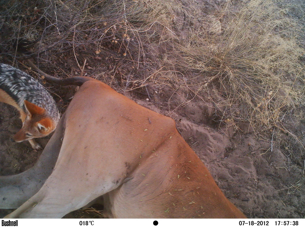 Image of Black-backed Jackal