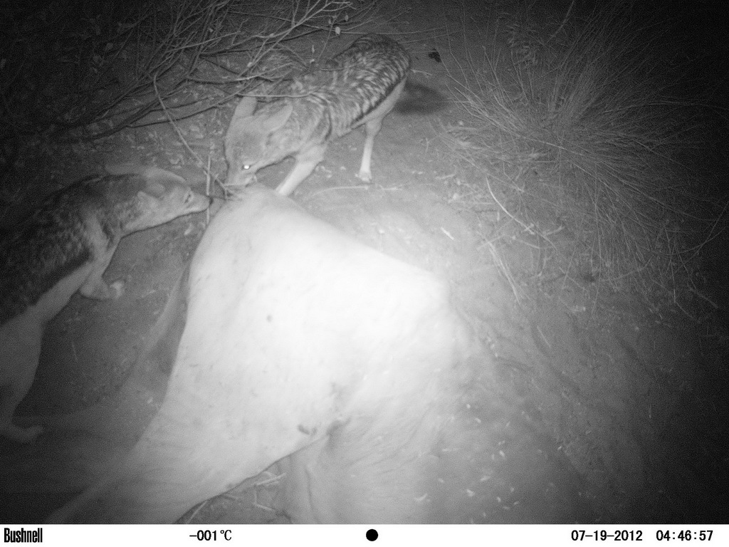 Image of Black-backed Jackal