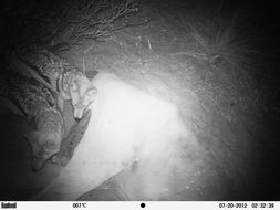 Image of Black-backed Jackal