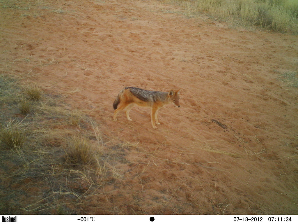 Image of Black-backed Jackal