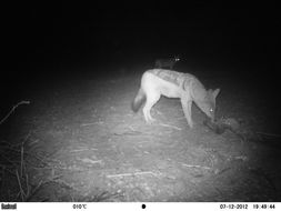 Image of Black-backed Jackal