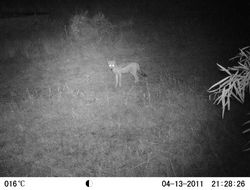 Image of Black-backed Jackal