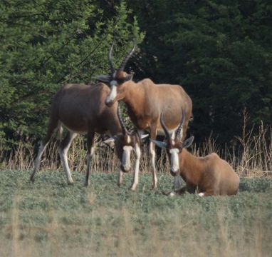 Image of Blesbok