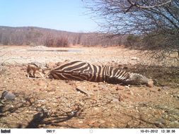 Image of Black-backed Jackal