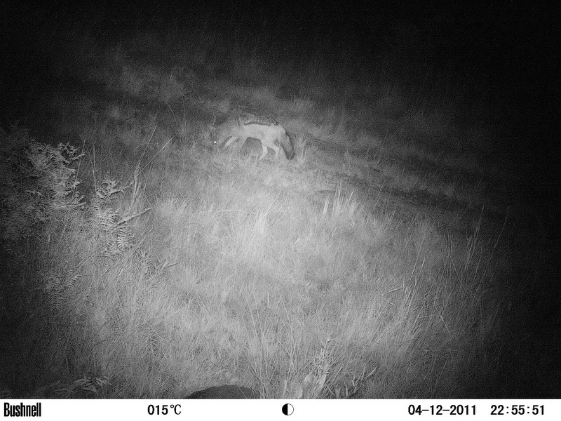 Image of Black-backed Jackal