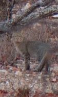 Image of wild cat