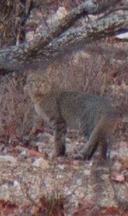 Image of wild cat