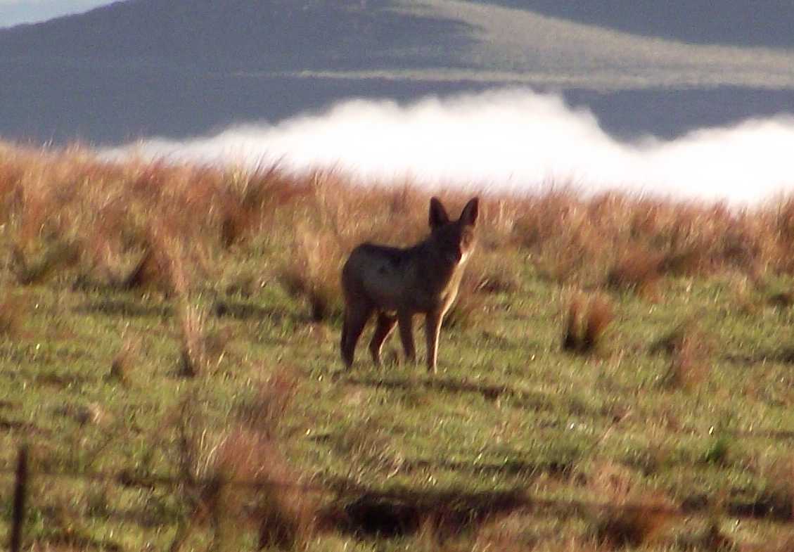 Image of Black-backed Jackal