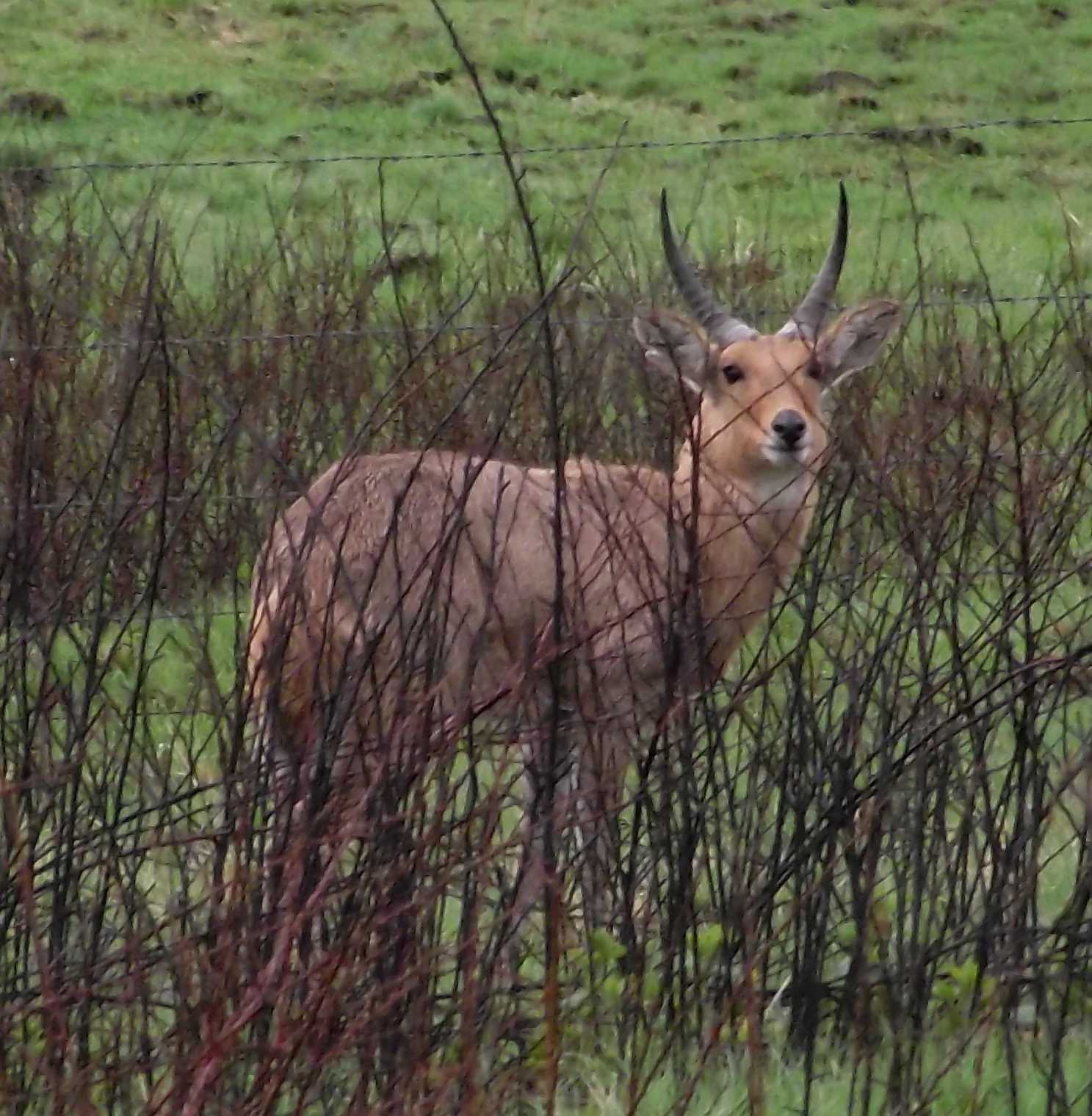 Image of Southern Reedbuck