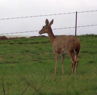 Image of Southern Reedbuck