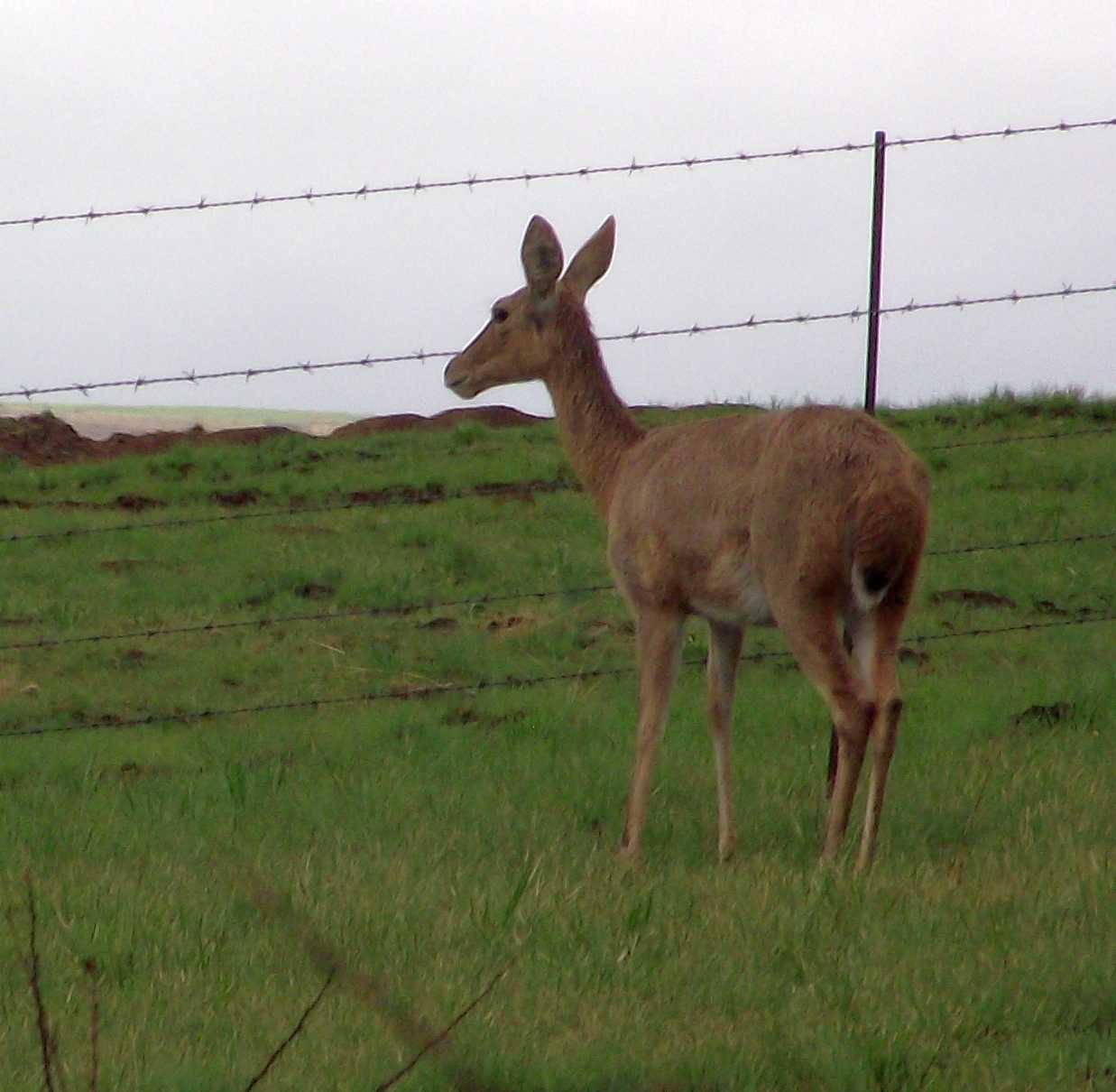 Image of Southern Reedbuck