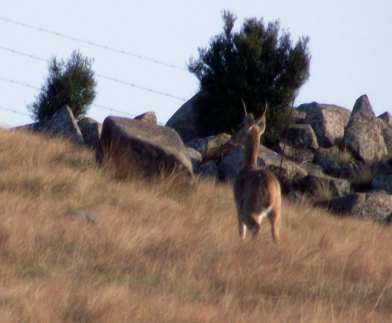 Image of Mountain Reedbuck