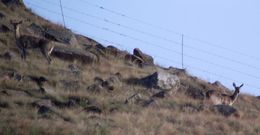 Image of Mountain Reedbuck