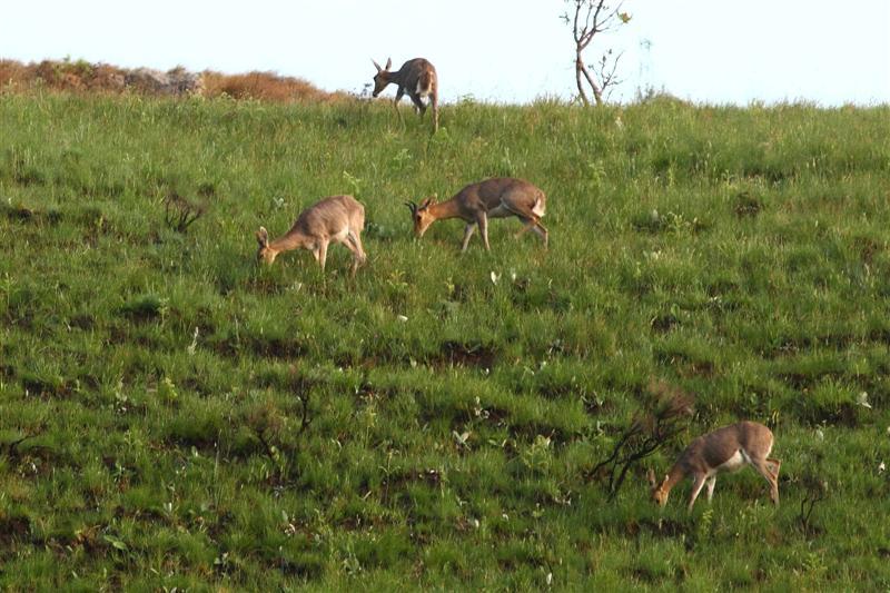 Image of Mountain Reedbuck