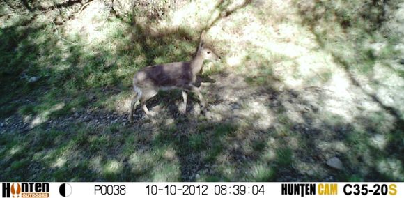 Image of Mountain Reedbuck