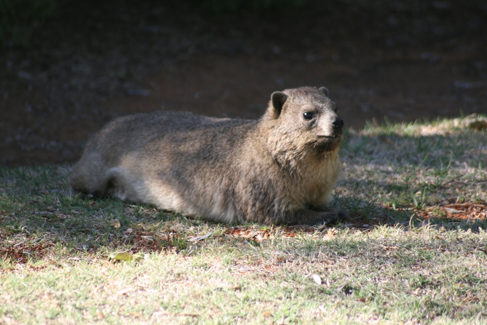 Image of Rock Hyrax