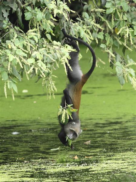 Image of Samango Monkey -- Sykes' Monkey