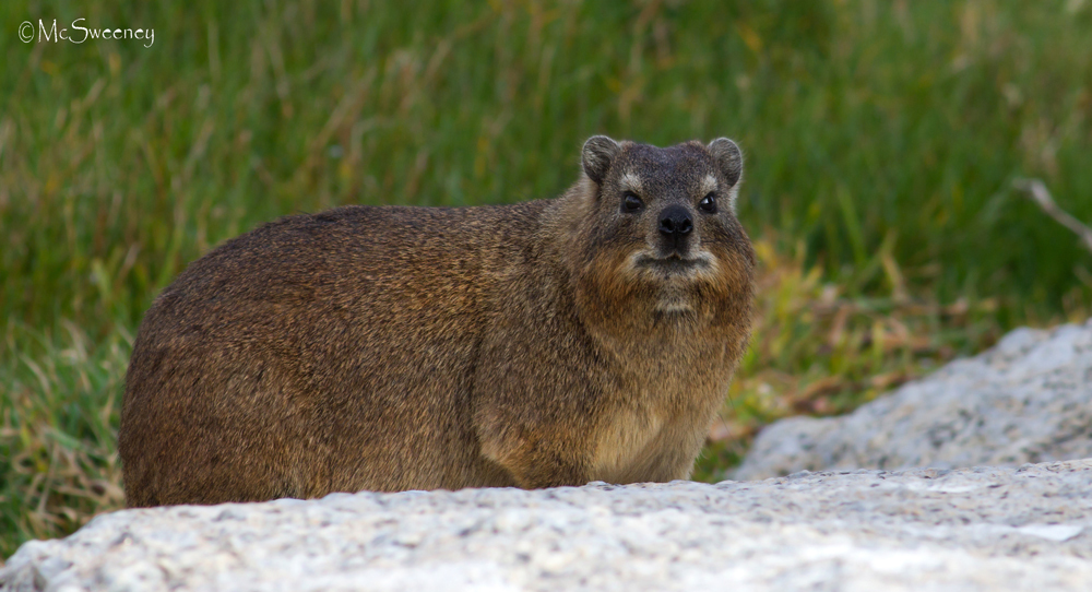 Image of Rock Hyrax