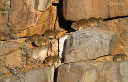 Image of Rock Hyrax